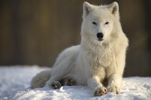 Polarwolf - (Hund, Unterschied, Wolf)