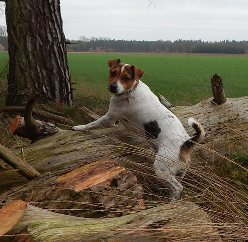 - (Hund, Haustiere)