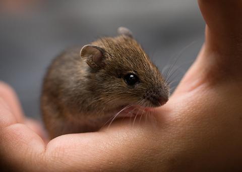 Kommt Eine Maus Aus Einem Eimer Raus Tiere