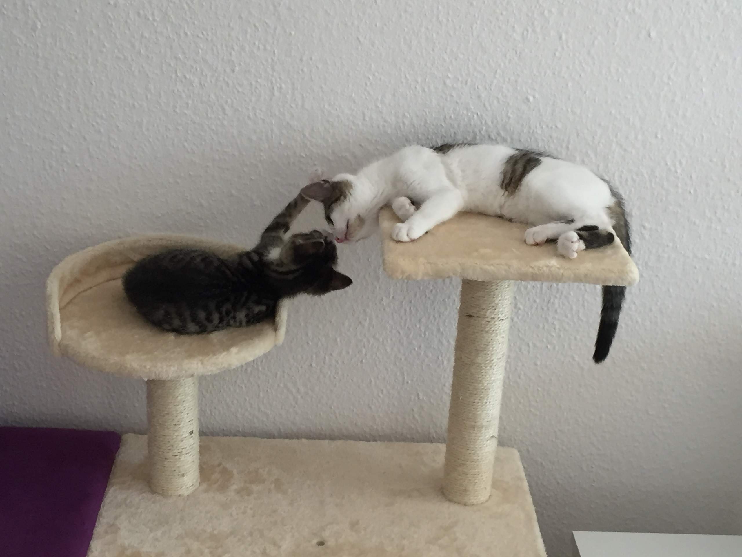 Wo kann ich in Köln Baby Katzen kaufen? (Katze) Wo kann ich in Köln Baby Katzen kaufen? (Katze)