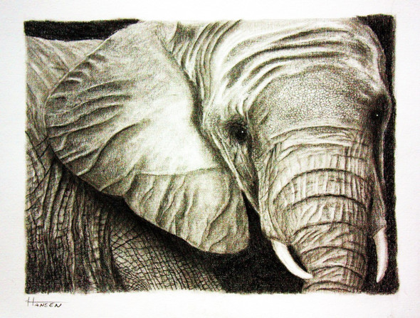junger Elefant - (Hobby, zeichnen)