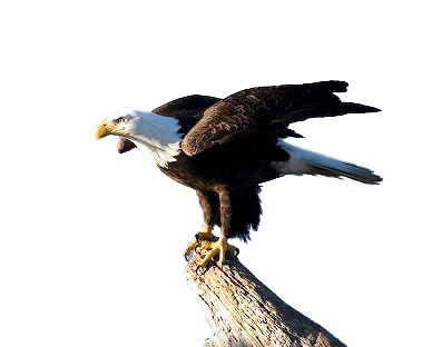 Du könntest das mit etwas Zeit bestimmt noch besser hinkriegen - (Photoshop, schneiden)