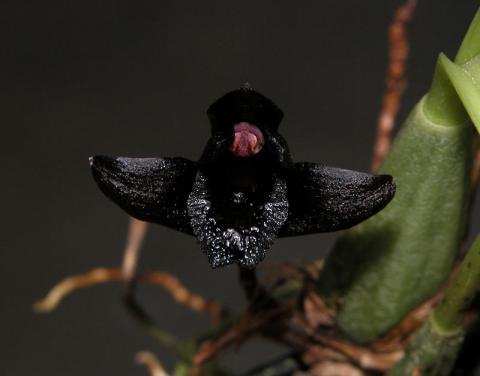 Schwarze Orchidee