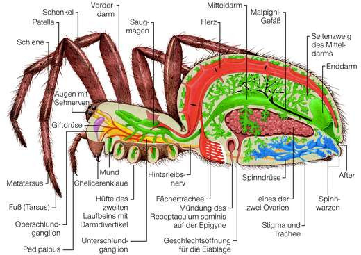 Haben Spinnen Ein Herz Tiere Haben Spinnen Ein Herz Tiere