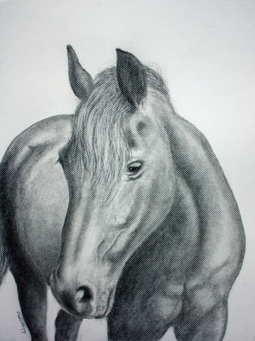 Habt Ihr Tipps Zum Zeichnen Eines Pferde Portrait Bleistift