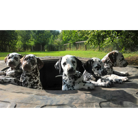 Unsere Kleinen. :) - (Hund, Rasse)