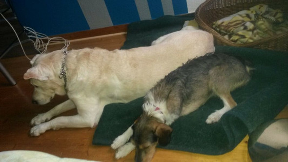 So friedlich geht es auch. Kangal-Mix mit "Besuch". - (Hund, Garten, bellen)