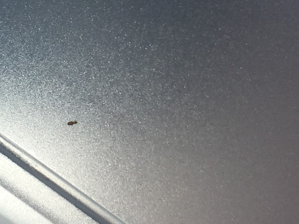 Tierchen In Mehl Zucker Kaba Tiere Schadlinge