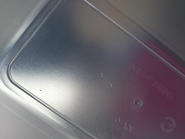 Tierchen In Mehl Zucker Kaba Tiere Schadlinge