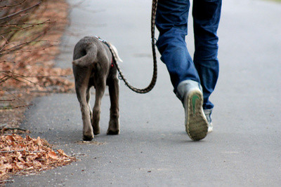 Labrador mit Halter (Uwe Schlick @pixelio.de) - (Job, Versicherung, Vertrag)