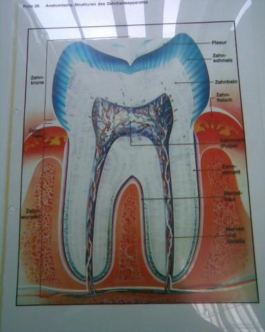  - (Zähne, Zahnarzt, Zahnmedizin)