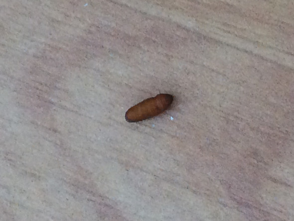 Was Sind Das Für Tiere Kokons Was Ist Das Was Sind Das Für Tiere Kokons Was Ist Das