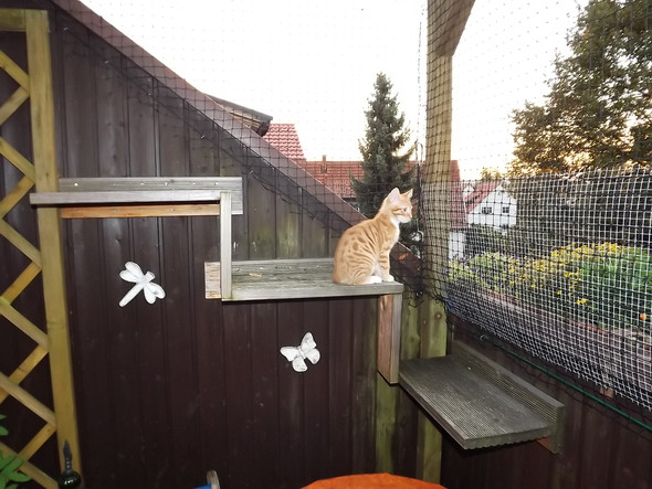 Katzennetz - (Katze, bauen, Balkon)