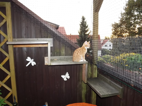 Eingang f r halbseitiges Katzennetz auf dem Balkon bauen Eingang f r halbseitiges Katzennetz auf dem Balkon bauen
