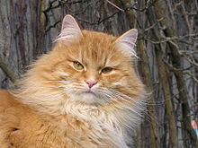 Sibirische Katze - (Katze, Katzenart)