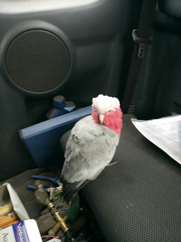 Dieser Vogel - (Tiere, Biologie, Vögel)