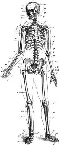 Wieviele Rippen Hat Der Mensch Medizin Anatomie Anzahl Wieviele Rippen Hat Der Mensch Medizin Anatomie Anzahl