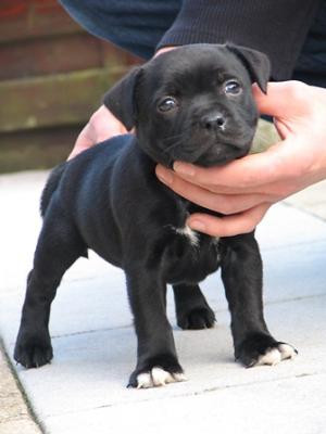 - (Hund, Hunderasse)