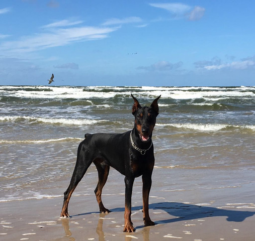 Ist Es Verboten Illegal Hund Osterreich Dobermann