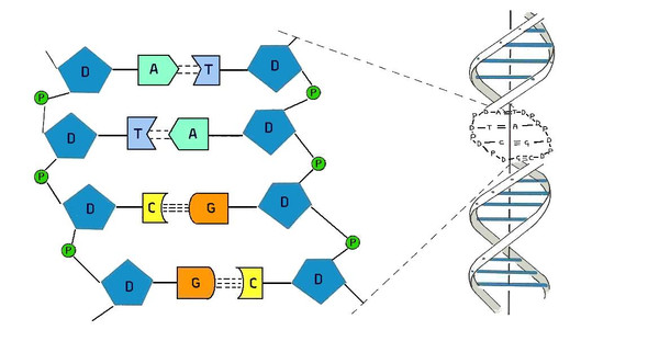 DNA Modell basteln. HILFE? (Schule, Biologie, Hausaufgaben)