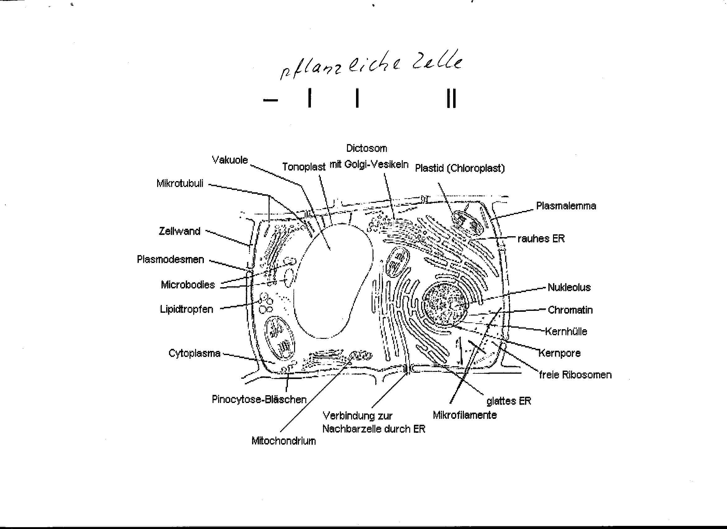 Unterschied zwischen der Tier- und Pflanzenzelle? (Biologie, Pflanzen