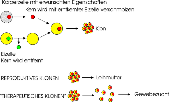 - (Genetik, Klonierung)