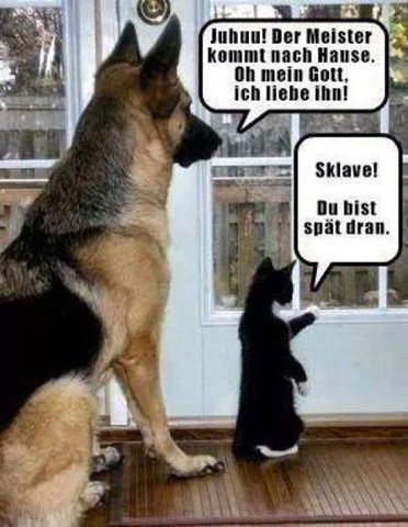 - (Hund, Katzen)