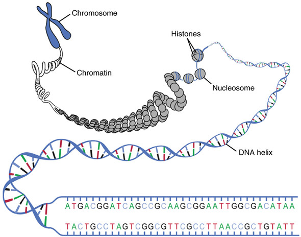 Was Ist Ein Chromosom Schule Biologie Was Ist Ein Chromosom Schule Biologie