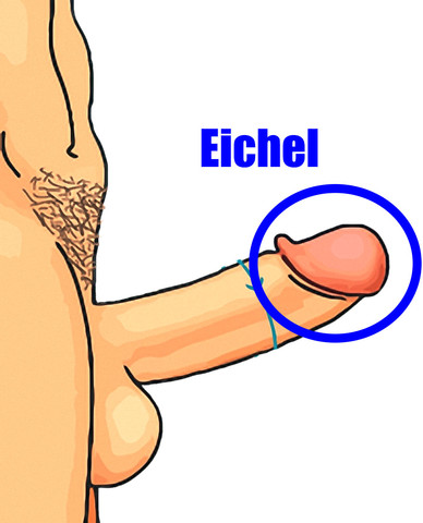 Eichel - (Penis, Eichel)