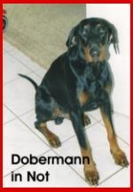  - (Tiere, Hund, Dobermann)