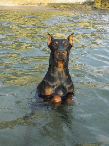  - (Tiere, Hund, Dobermann)