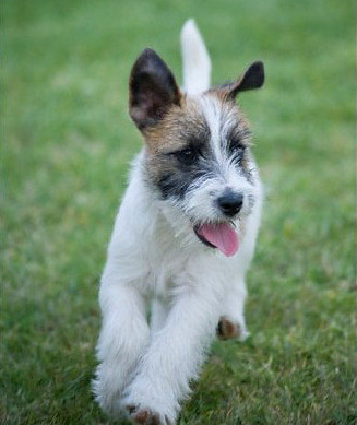 welche rasse ist odie von garfield film tiere hund