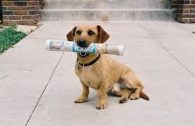 welche rasse ist odie von garfield film tiere hund