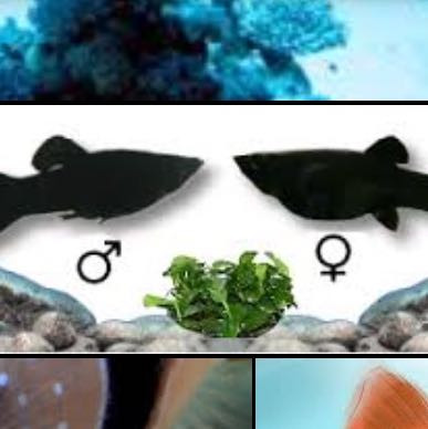 Geschlechtserkennung bei Fischen - (Fische, Aquarium, guppy)