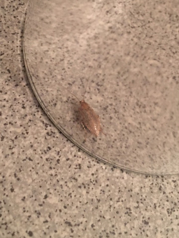 - (Haus, Insekten, Schabe)