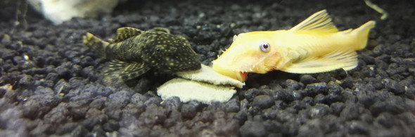 L144 mit blauem Antennenwels verpaaren? (Aquarium, Nachwuchs, Welse)