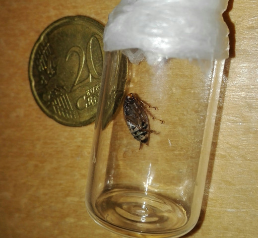Unterseite - (Biologie, Insekten, Kakerlaken)