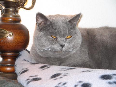 wann sind britisch kurzhaar katzen