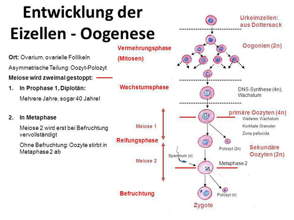 Die Oogenese - (Schule, Biologie)