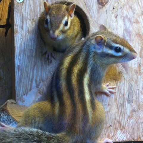 (Nein wir halten sie nicht zusammen) - (Verhalten, Streifenhörnchen, futtervorrat)