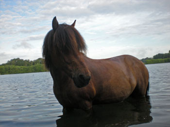 Pferd im Wasser - (Pferd, Isländer)