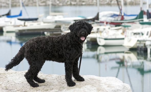 - (Hund, Rasse)