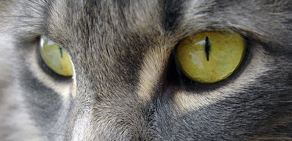 Pupillen einer Katze tagsüber - (Tiere, Nacht)