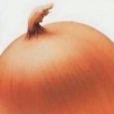 Zwiebel - (Haare, Frisur)