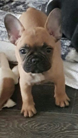 Frenchie1 - (Tiere, Hund, Haustiere)