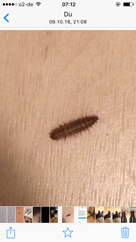 Braune Larven Oder Wurmer In Der Wohnung Insekten