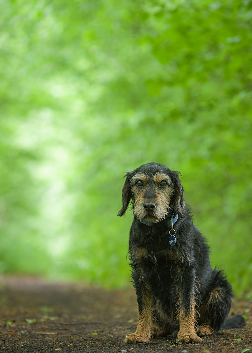 Hund DNA Test Erfahrungen? Analyse, Rasse)