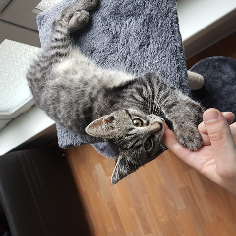 Katze Frisst Kein Trockenfutter Schadlich Ernahrung Tiere Futter