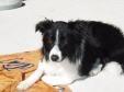 Bilduntertitel eingeben... - (Tiere, Hund, Hunderassen)