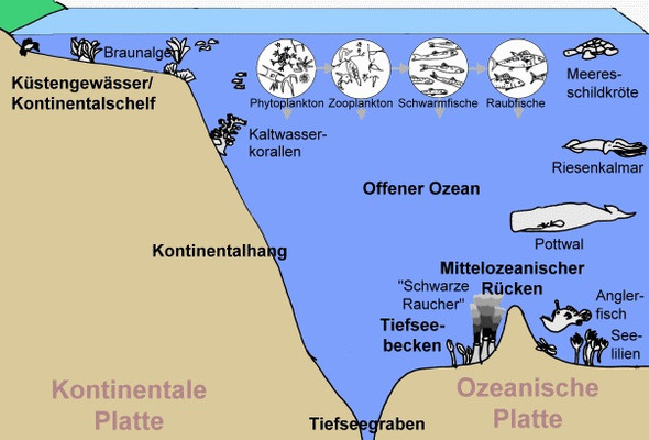Lebensräume Ozean - (Biologie, Ozean, Meeresbiologie)